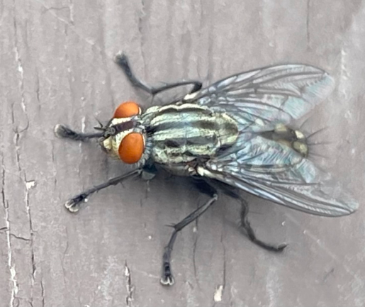 Flesh Fly